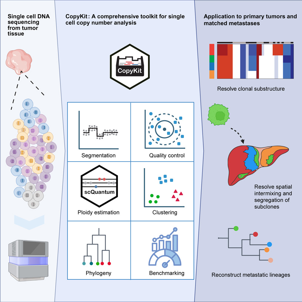 Delineating the copy-number substructure of metastatic tumors with CopyKit