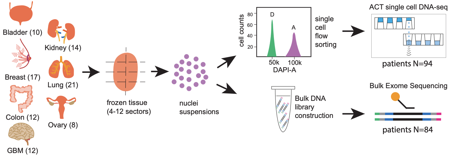 A pan-cancer single-cell analysis of intratumoral copy number diversity and evolution
