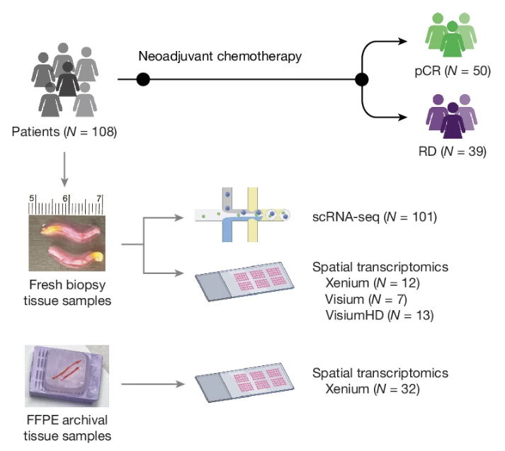 Ecotypes of triple-negative breast cancer in response to chemotherapy