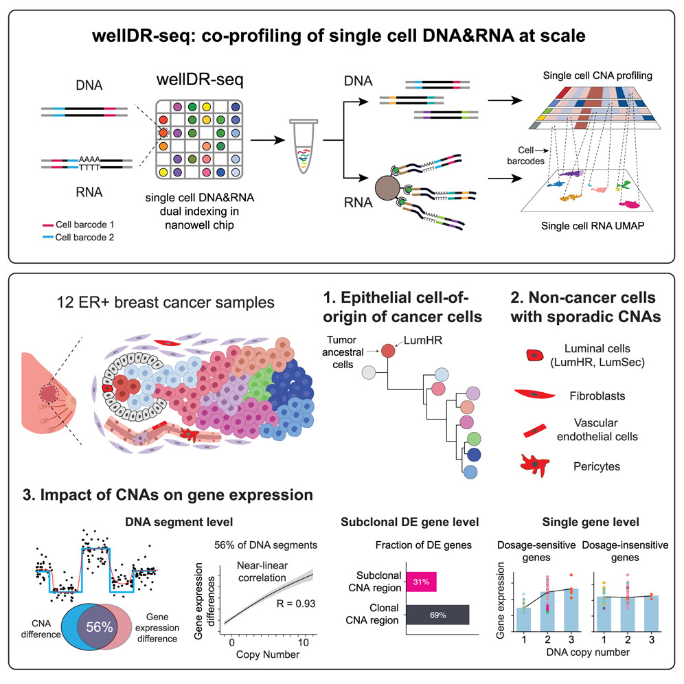 Coalescing single-cell genomes and transcriptomes to decode breast cancer progression